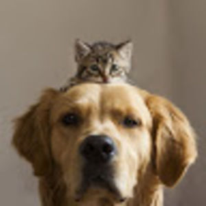 Meet your Posher, Robert